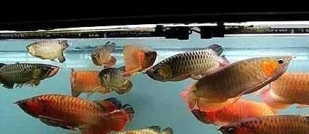 龍魚跟什么魚混養漂亮（與龍魚混養的美麗搭配，龍魚混養缸布置技巧，龍魚混養技巧）