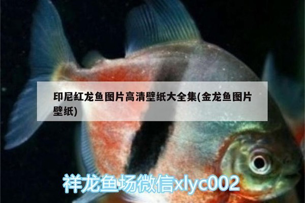 紅龍魚壁紙4k超清全屏