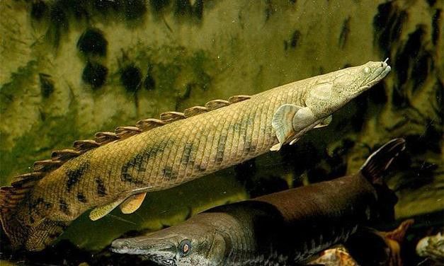 虎紋恐龍魚兇猛嗎圖片大全視頻