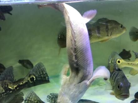 虎紋恐龍魚兇猛嗎圖片大全視頻