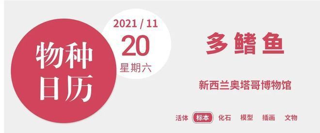 虎紋恐龍魚兇猛嗎圖片大全視頻