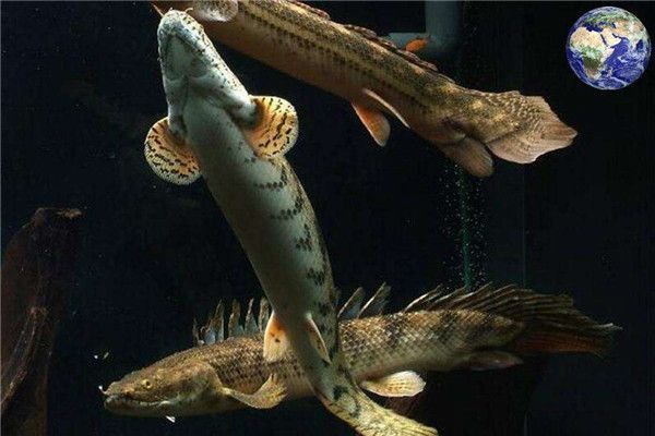 虎紋恐龍魚兇猛嗎圖片大全視頻