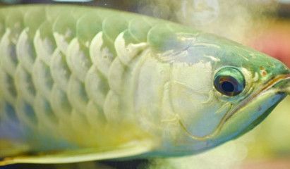 蝴蝶鯉和龍魚可以一起養嗎（蝴蝶鯉可以和龍魚一起養嗎）