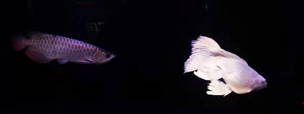 蝴蝶鯉和龍魚可以一起養嗎（蝴蝶鯉可以和龍魚一起養嗎）