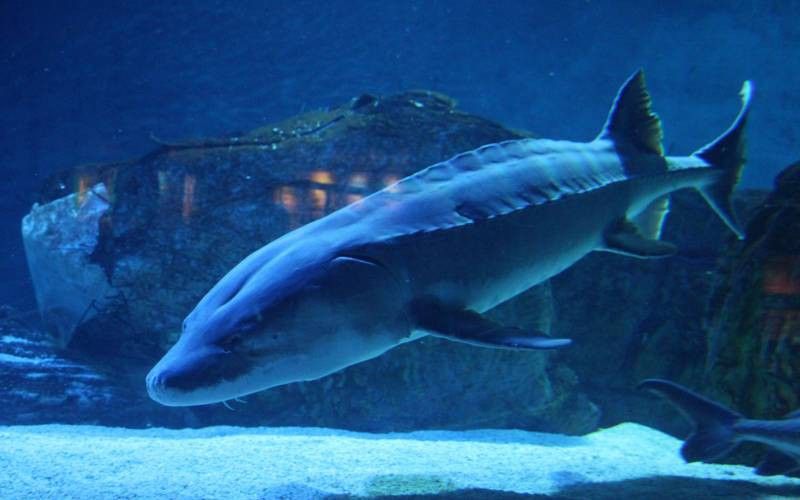 神龍魚是什么魚圖片大全集