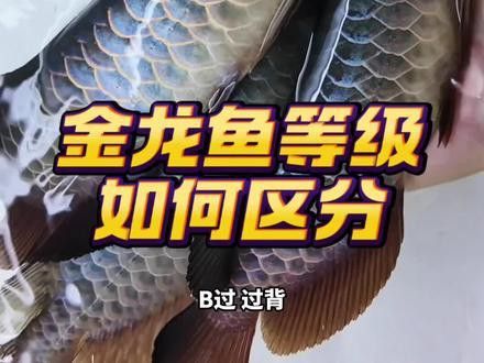 金龍魚一般什么價(jià)格多少錢