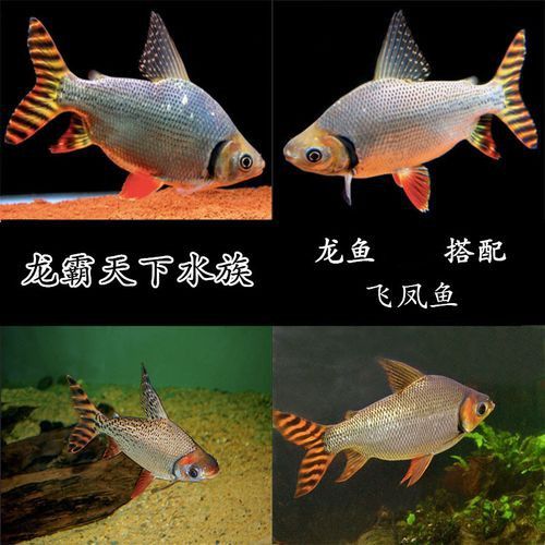 和紅龍魚混養的有哪些魚品種好養