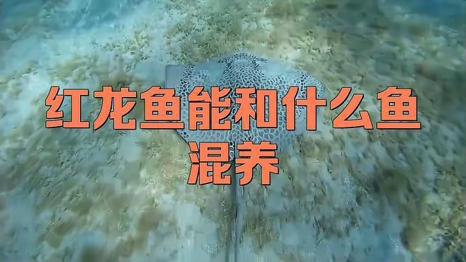 和紅龍魚混養的有哪些魚品種好養