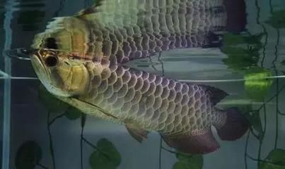 龍魚撞缸的行為可能由多種原因引起，龍魚撞缸會死嗎：龍魚拼命撞缸會死嗎