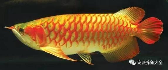 為什么龍魚可以辟邪呢：為什么龍魚可以辟邪呢？