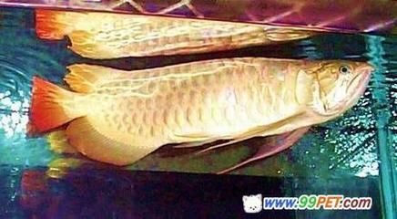 為什么龍魚可以辟邪呢：為什么龍魚可以辟邪呢？
