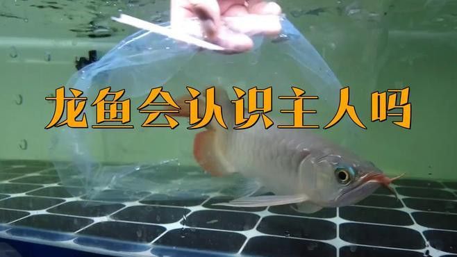 如何訓練龍魚快速認主？