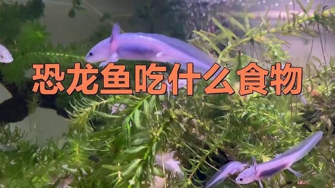 恐龍魚吃蝦嗎