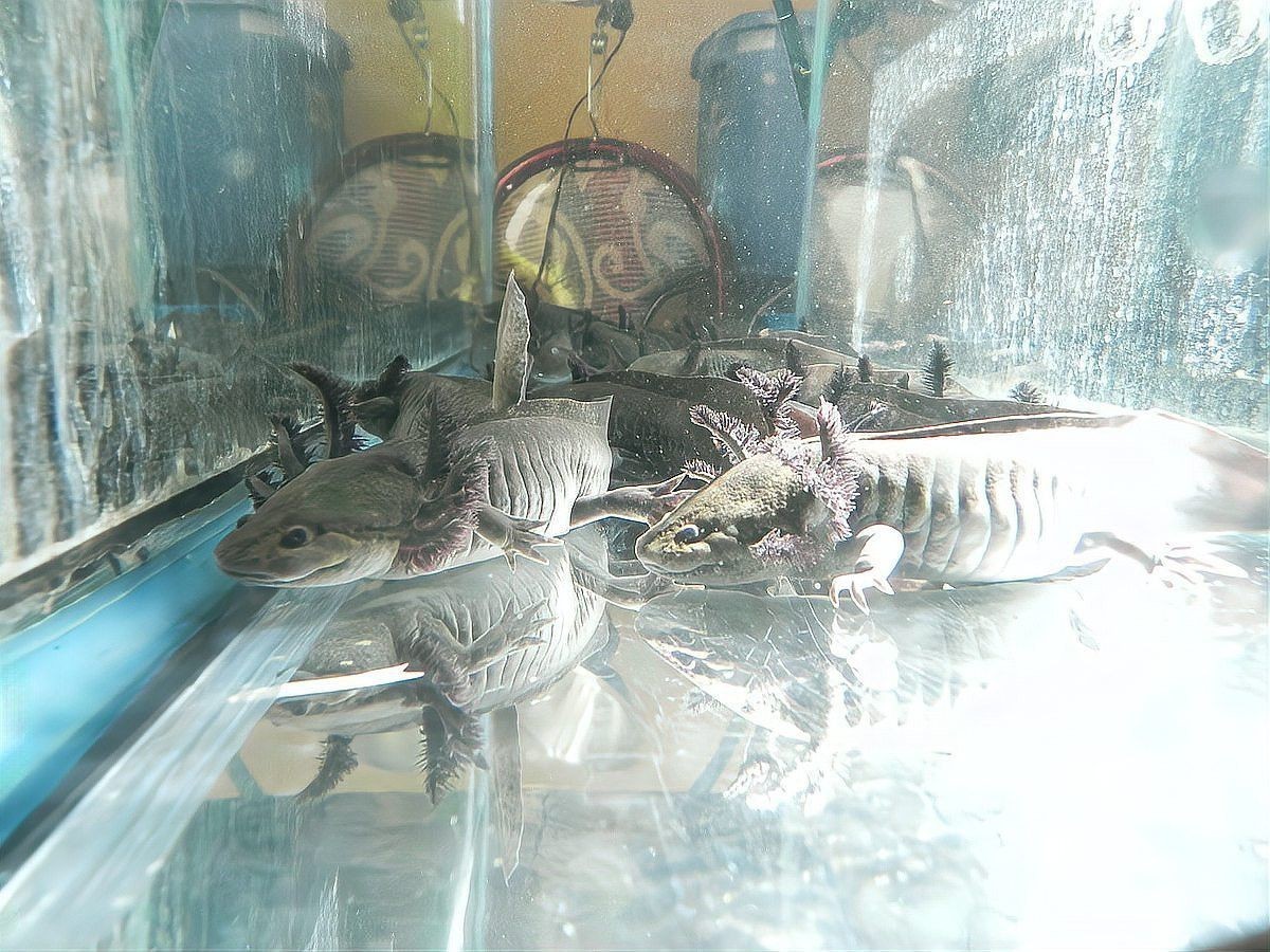 恐龍魚吃蝦嗎