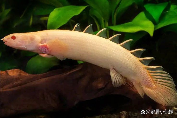 恐龍魚吃蝦嗎