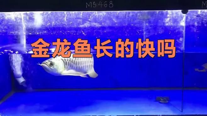 金龍魚生長過快會有什么影響？ 金龍魚生長過快會有什么影響？ 龍魚百科 第2張
