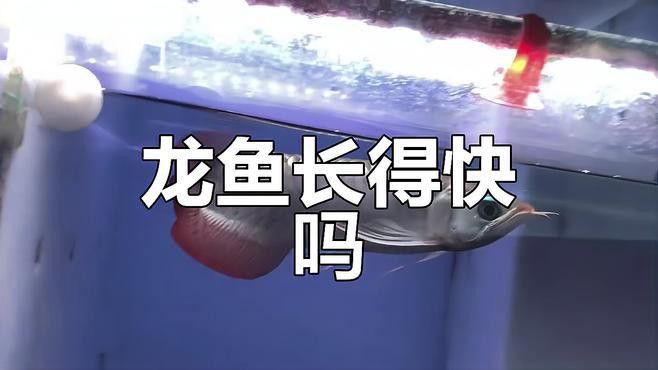 金龍魚生長過快會有什么影響？ 金龍魚生長過快會有什么影響？ 龍魚百科 第1張