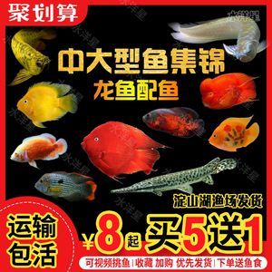 龍魚的配魚有哪些方法：龍魚與七彩神仙魚混養指南