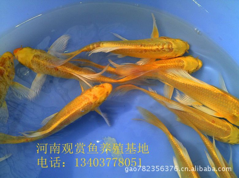 龍魚苗哪里有賣呀：廣州龍魚苗健康標(biāo)準(zhǔn)是什么龍魚苗健康標(biāo)準(zhǔn)是什么