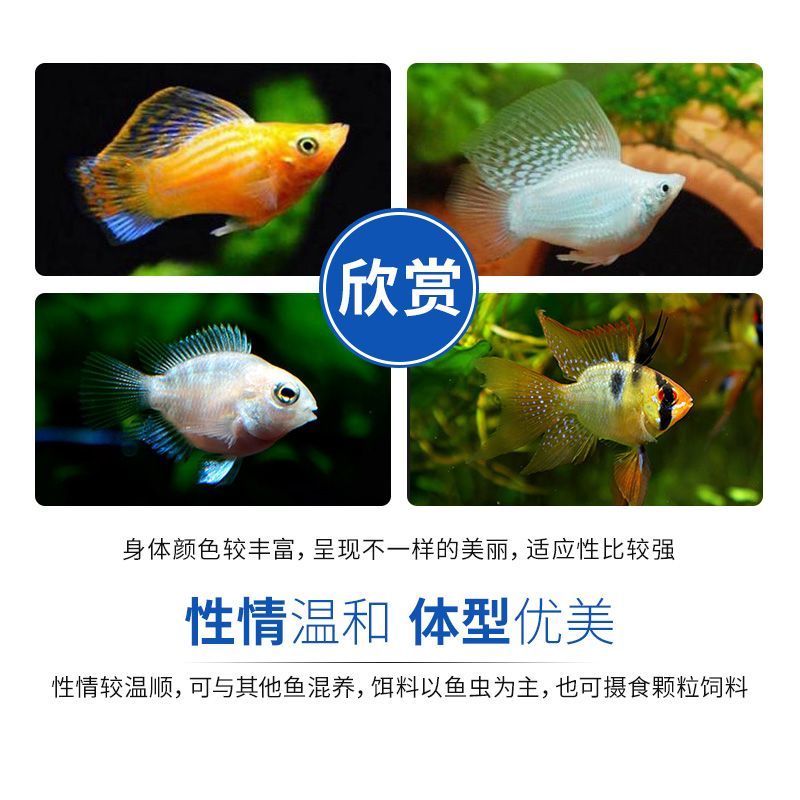 龍魚苗哪里有賣呀：廣州龍魚苗健康標(biāo)準(zhǔn)是什么龍魚苗健康標(biāo)準(zhǔn)是什么