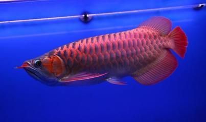 觀看金龍魚的心情說說短句子（關于“金龍魚”的問題） 觀看金龍魚的心情說說短句子（關于“金龍魚”的問題） 龍魚百科 第1張