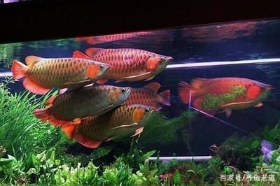 新到龍魚趴缸：當新到的龍魚趴缸現象時，飼養者應首先分析原因并采取處理方法