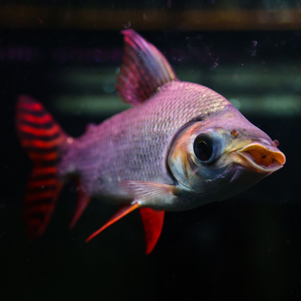 紅龍魚把清道夫吃了（紅龍魚可以吃清道夫嗎）