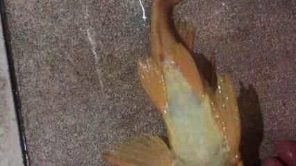 紅龍魚把清道夫吃了（紅龍魚可以吃清道夫嗎）