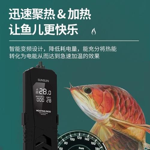 有哪些節能型福龍魚設備？