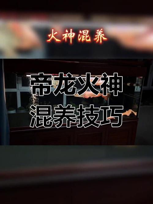 帝龍火神與競品相比有何優勢？