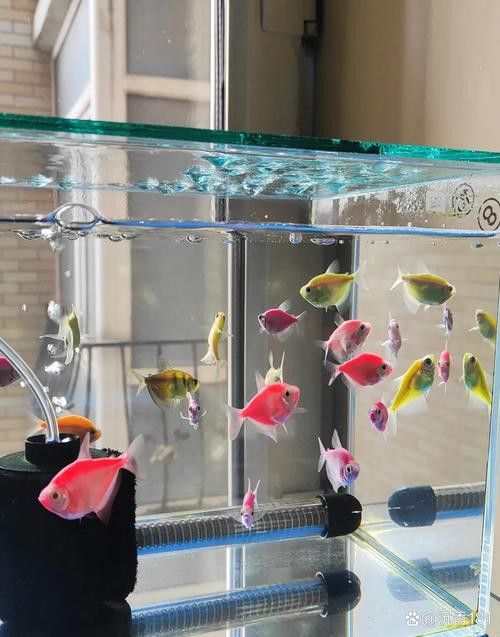 帝龍火神與競品相比有何優勢？