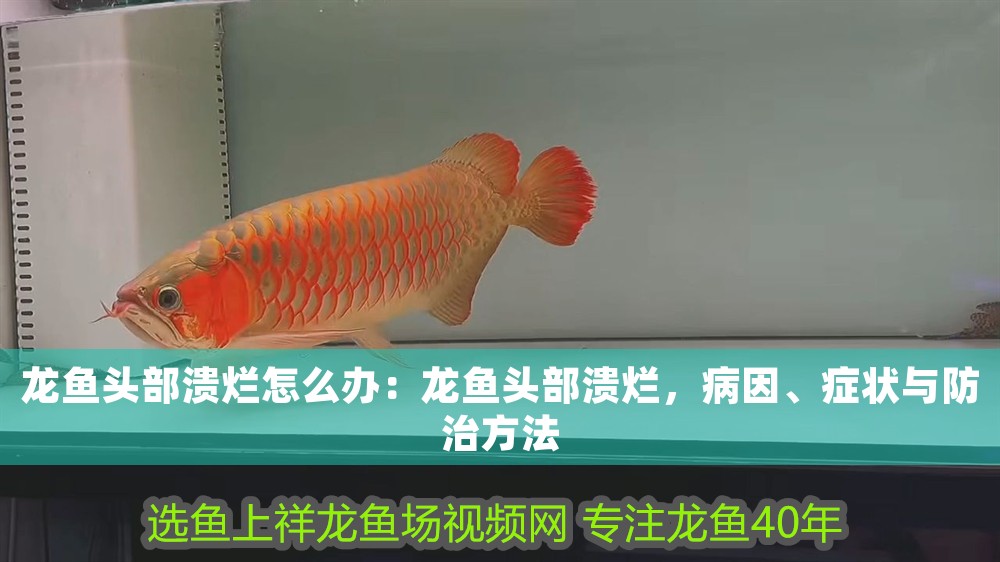 龍魚頭部潰爛怎么辦：龍魚頭部潰爛，病因、癥狀與防治方法