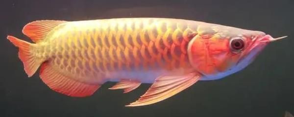 龍魚魚鱗松動是什么原因（龍魚魚鱗松動可能由多種因素引起，龍魚魚鱗松動是什么原因）