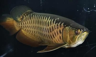 龍魚魚鱗松動是什么原因（龍魚魚鱗松動可能由多種因素引起，龍魚魚鱗松動是什么原因）