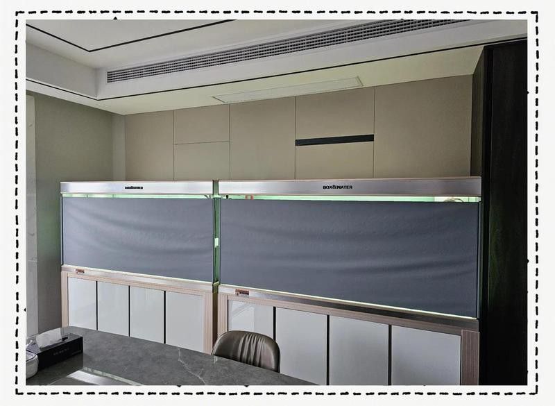 如何保持古典金龍魚的水溫穩定？