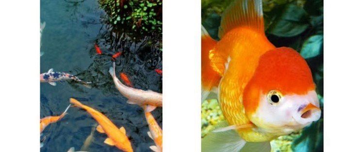 如何保持古典金龍魚的水溫穩定？