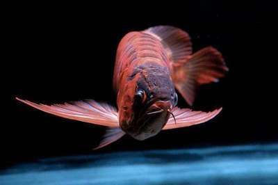 紅龍魚水中燈放什么位置對發色好