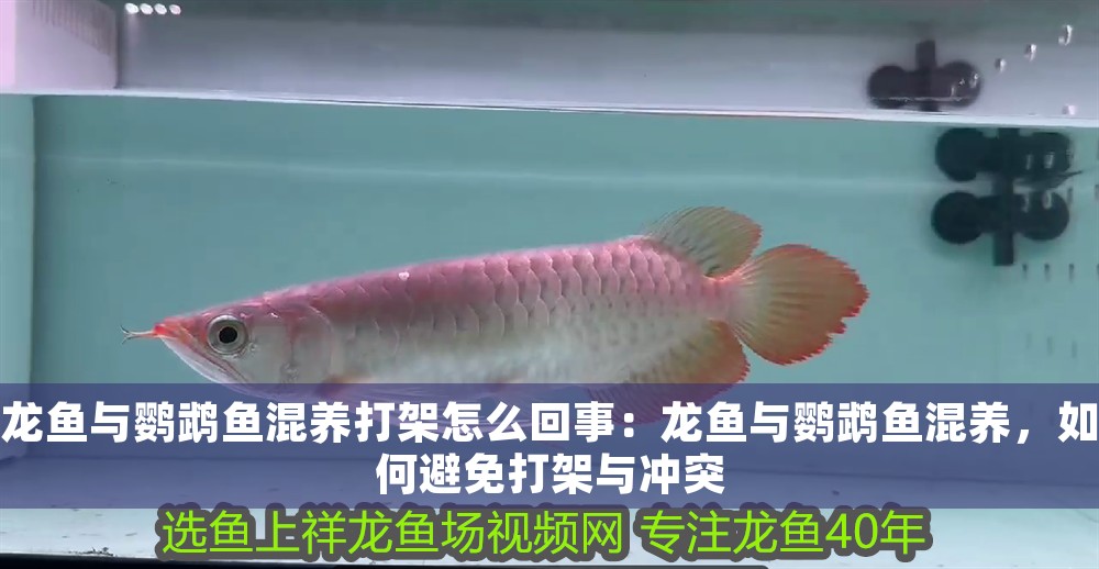 龍魚與鸚鵡魚混養打架怎么回事：龍魚與鸚鵡魚混養，如何避免打架與沖突