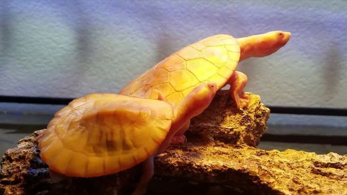 龍魚與鸚鵡魚混養打架怎么回事：龍魚與鸚鵡魚混養，如何避免打架與沖突