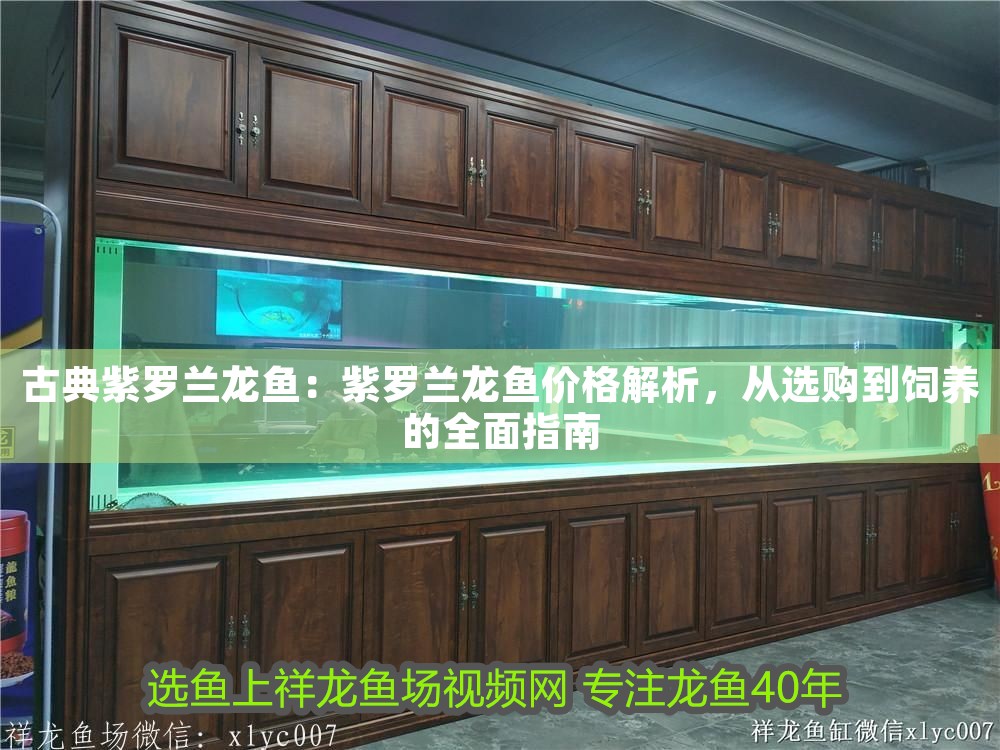 古典紫羅蘭龍魚：紫羅蘭龍魚價格解析，從選購到飼養的全面指南
