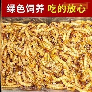 金龍魚吃大麥蟲好嗎：金龍魚吃大麥蟲好嗎金龍魚吃大麥蟲好嗎