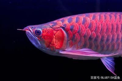 龍魚喂活食怎么消毒（龍魚活食消毒后的保存方法）