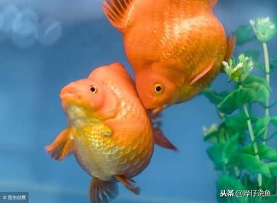 龍魚養不胖：龍魚養不胖怎么辦