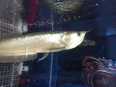 龍魚并須是怎么回事：龍魚并須與品種選擇關(guān)系，