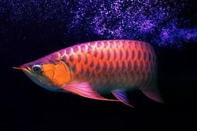龍魚并須是怎么回事：龍魚并須與品種選擇關(guān)系，
