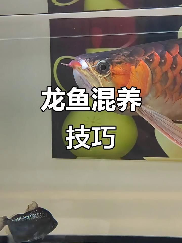 龍魚混養需要哪些注意事項？