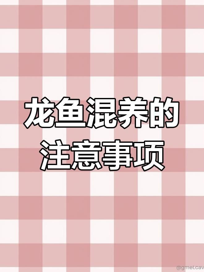 龍魚混養需要哪些注意事項？