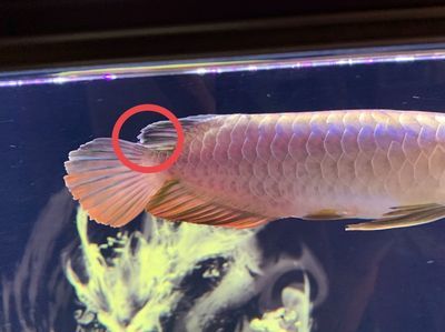 龍魚長白毛什么樣子：龍魚長白毛什么樣子龍魚長白毛的癥狀主要表現在尾巴上