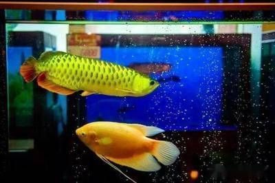 龍魚ph值多少算正常：龍魚ph值8.5-7.5-7.5之間的水質管理