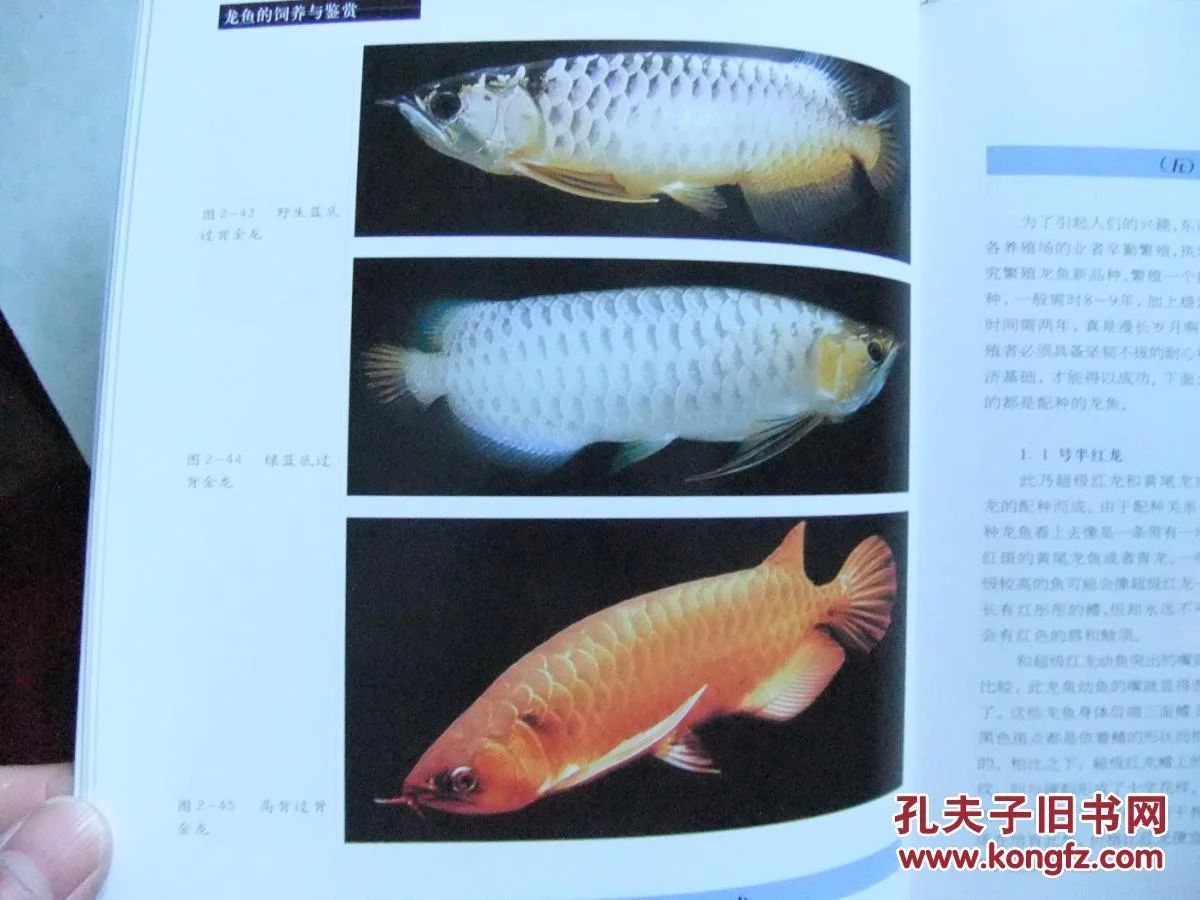 龍魚飼養(yǎng)與鑒賞作文400字怎么寫，龍魚飼養(yǎng)與鑒賞作文：龍魚的飼養(yǎng)與鑒賞作文 龍魚飼養(yǎng)與鑒賞作文400字怎么寫，龍魚飼養(yǎng)與鑒賞作文：龍魚的飼養(yǎng)與鑒賞作文 龍魚百科 第3張